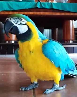 Coppia Ara Giallo Blu