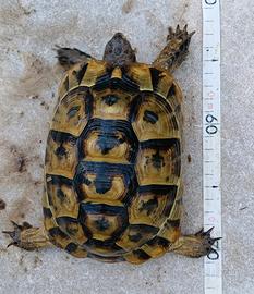 Tartarughe Graeca femmine CITES fonte C