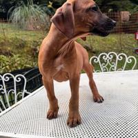 Femmina di Rhodesian Ridgback (RIDGLESS)