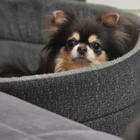 Chihuahua con Pedigree x accoppiamento