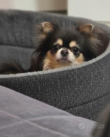 Chihuahua con Pedigree x accoppiamento