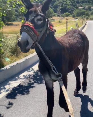 Animale cavallo