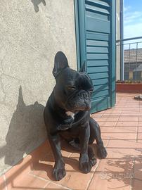Bouldog Francese disponibile per monta