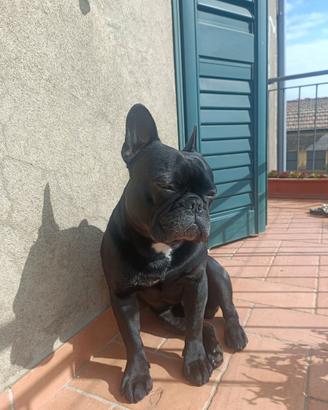 Bouldog Francese disponibile per monta