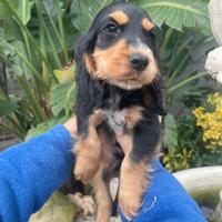 Cuccioli di cocker spaniel con Pedigree Enci