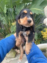 Cuccioli di cocker spaniel con Pedigree Enci