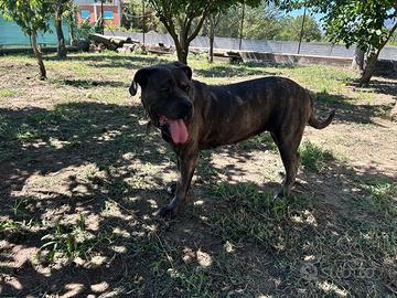 Cane corso femmina