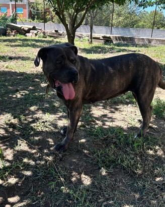 Cane corso femmina