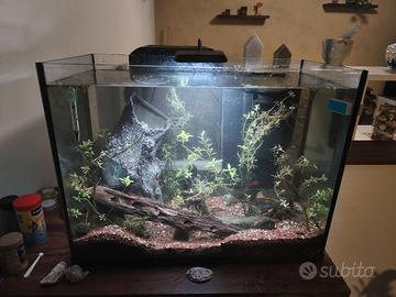 acquario
