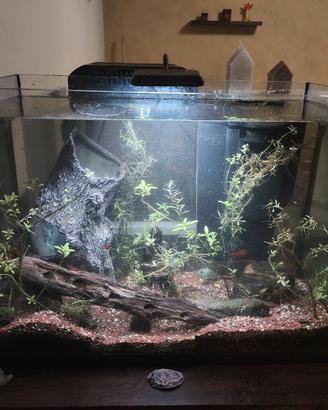 acquario
