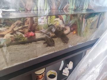 Acquario 120 litri