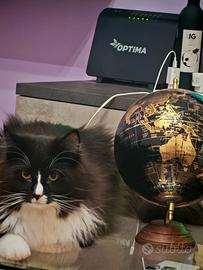 Gatto norvegese
