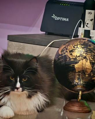 Gatto norvegese