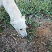 Cucciolo da tartufo