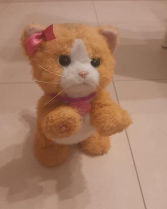 Gattina Daisy
