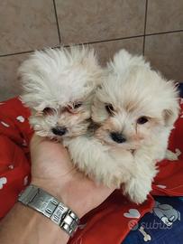 Cuccioli maltesi toy