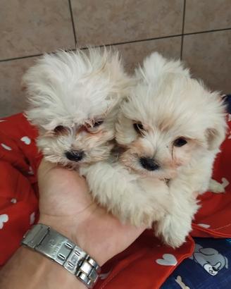 Cuccioli maltesi toy