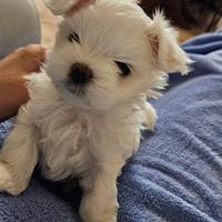Cuccioli maltese