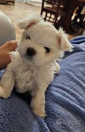 Cuccioli maltese