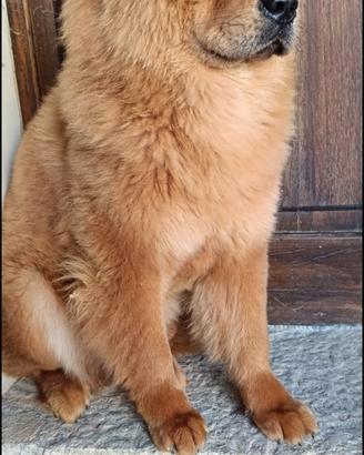 Chow Chow