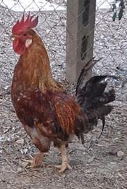 coppia galline ovaiole