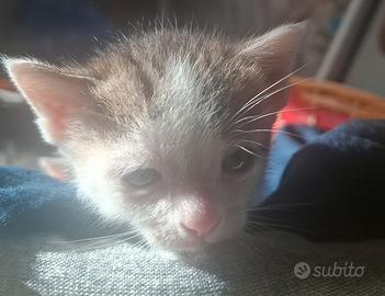 Cuccioli di gattino