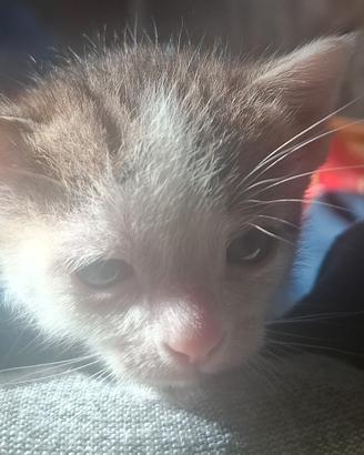 Cuccioli di gattino