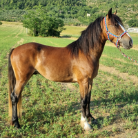 Castrone Criollo