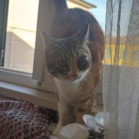 Salviamo la mia piccola