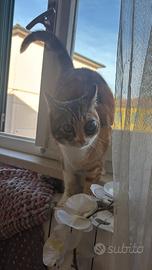 Salviamo la mia piccola