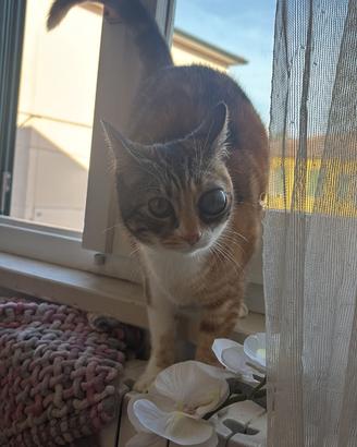 Salviamo la mia piccola