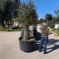 Pianta quercia da sughero bonsai altezza 230/250cm