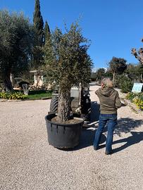 Pianta quercia da sughero bonsai altezza 230/250cm
