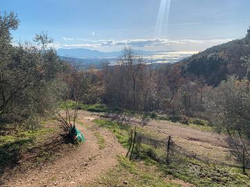 Uliveto panoramico con vista mare - 10.085 mq