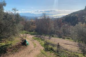 Uliveto panoramico con vista mare - 10.085 mq