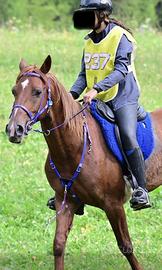 Cavallo qualificato già endurance 120