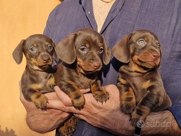 Cuccioli di Bassotto Tedesco