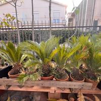 cycas pianta