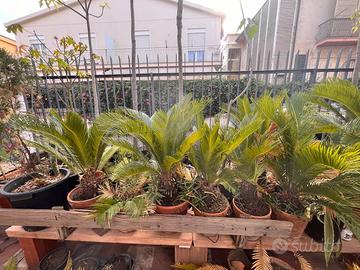 cycas pianta