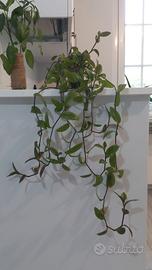Pianta Tradescantia Nanouk Semi Idroponica