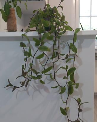 Pianta Tradescantia Nanouk Semi Idroponica