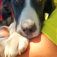 Amanda, cucciola speciale e allegrissima