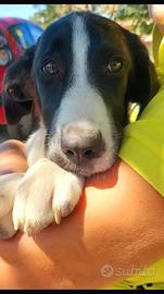 Amanda, cucciola speciale e allegrissima