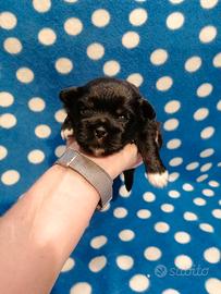 Tibetan Spaniel cuccioli