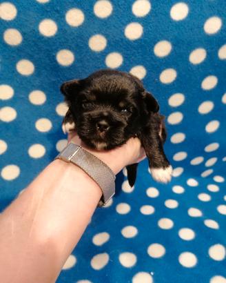 Tibetan Spaniel cuccioli