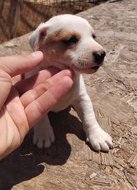 Cuccioli jack Russel