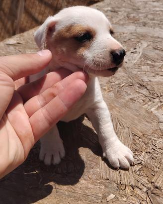 Cuccioli jack Russel