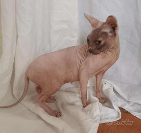 Gatta Don sphynx gomma sterilizzata(consegna)