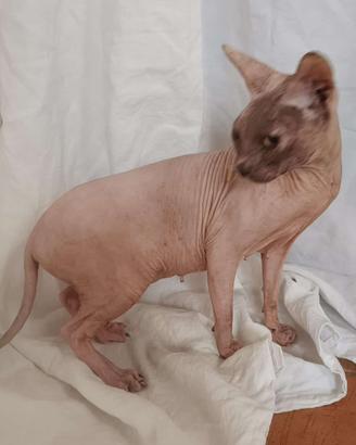 Gatta Don sphynx gomma sterilizzata(consegna)