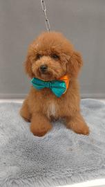 E barboncino figlio di mini toy PAG A RATE 55.00